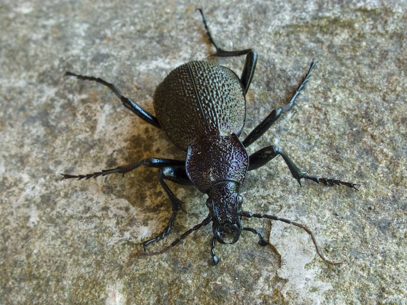 Carabus scabrosus tauricus Bonelli, 1810